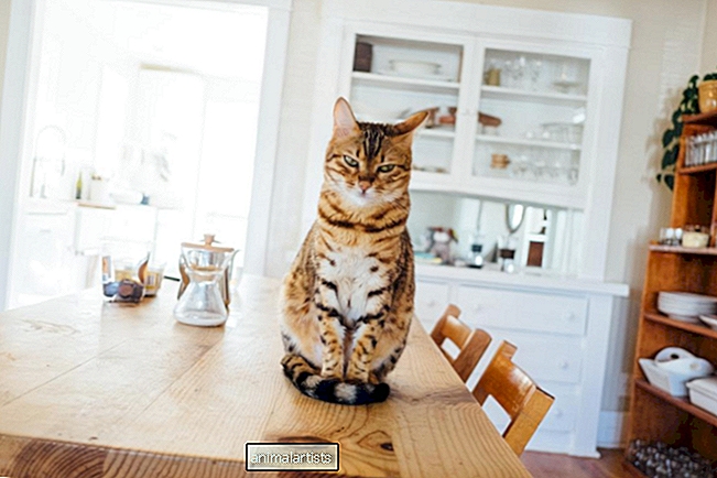 7 οικιακά αντικείμενα που είναι επικίνδυνα για τη γάτα σας