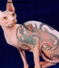 Tetoviranje mačk sfinge (brez las) je kruto