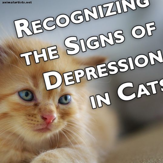 Prepoznavanje znakov depresije pri mačkah: kako vedeti, ali je vaša mačka depresivna