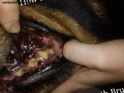 Kā apmācīt suni, lai suku zobus