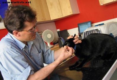 Kaķi - Labākā kaķu stomatīta diēta: dabiska procedūra jūsu kaķim