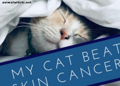 Rakovina kože mačiek bije (subkutánny hemangiosarkóm mačiek) - mačky