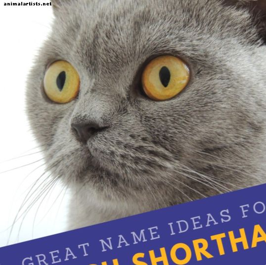 Gatti - 20 grandi nomi per il tuo gatto British Shorthair da letteratura, mitologia e folklore