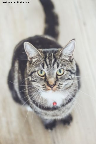 Cancer hos katter: tre behandlingsalternativ