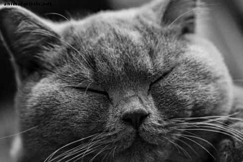 15 grunner til ikke å ha en kjæledyrskatt - katter