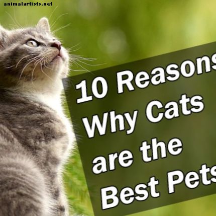 10 Gründe, warum Katzen die besten Haustiere sind