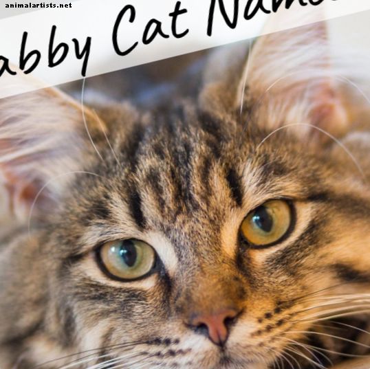 имена на котки