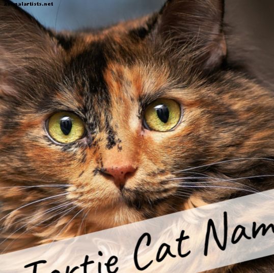 имена на котки