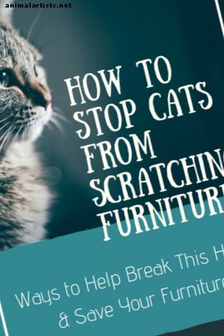 Cómo evitar que los gatos rasquen los muebles - Gatos