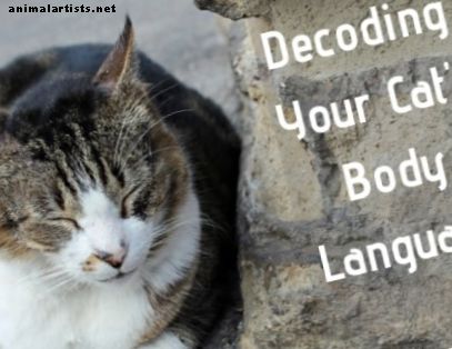 Kako dekodirati ponašanje vaše mačke