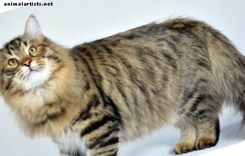 Наследственные заболевания сибирской лесной кошки