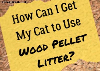 Jak wytresować kota w używaniu ściółki na pellet drzewny - Koty