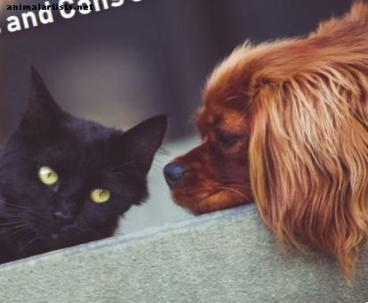 Prednosti in slabosti mačk in psov - Mačke