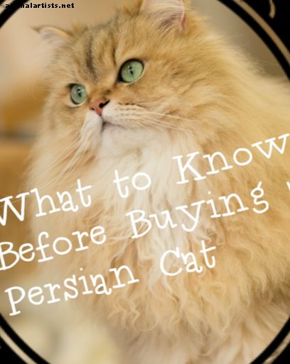 Cosas a considerar antes de comprar un gato persa