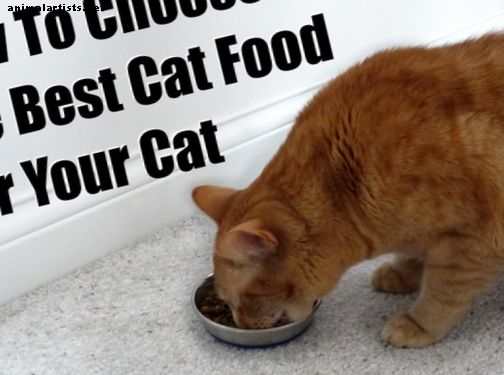 Cómo elegir la mejor comida para gatos para tu gato
