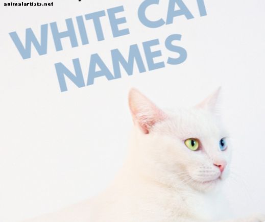 शीर्ष 100 सफेद बिल्ली के नाम - बिल्ली की