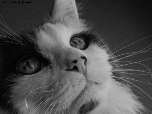 Cáncer en los gatos: lo que debe saber sobre el cáncer felino - Gatos