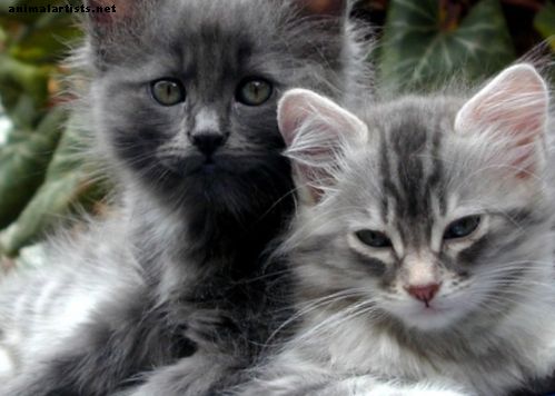 Mačja jetrna lipidoza: maščobna bolezen jeter pri mačkah - Mačke