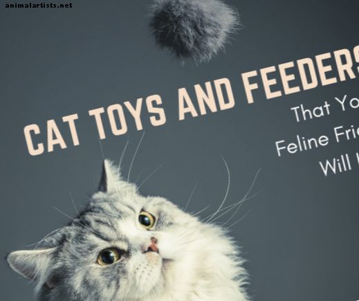 इंटरएक्टिव फीडर और खिलौने जो बिल्लियों को प्यार करते हैं