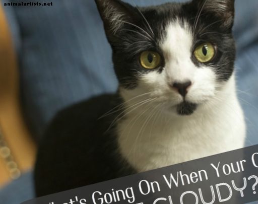 बिल्लियों में बादल आँखें क्या कारण हैं? - बिल्ली की