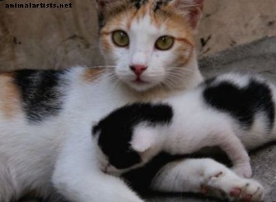 Bir anne kedi yavru kedi teslim etmek nasıl yardımcı olunur