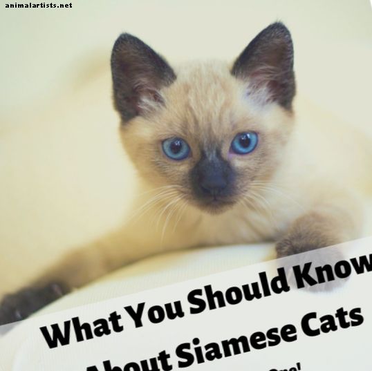 Siamese katter: Hva du bør vite før du får en