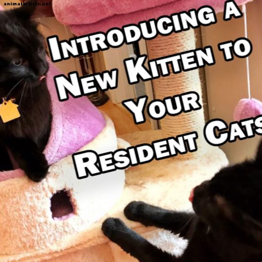 Presentazione di un nuovo gattino ai gatti residenti