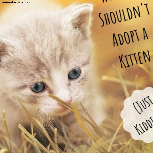 9 razones por las que no deberías adoptar un gatito (¿o deberías hacerlo?)