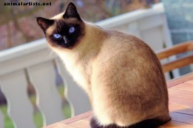 25 Mitologiniai vietiniai jūsų katės vardai