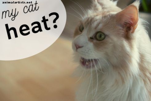 Πώς να πει εάν η γάτα σας είναι σε θερμότητα και συμβουλές για την ηρεμία της