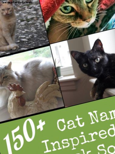 Gatos - Más de 150 nombres de gatos geniales y únicos inspirados en canciones de música rock