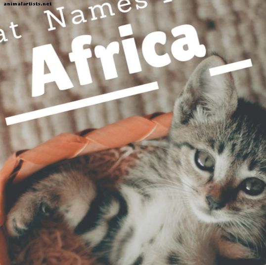 अफ्रीका से 20 भयानक बिल्ली के नाम