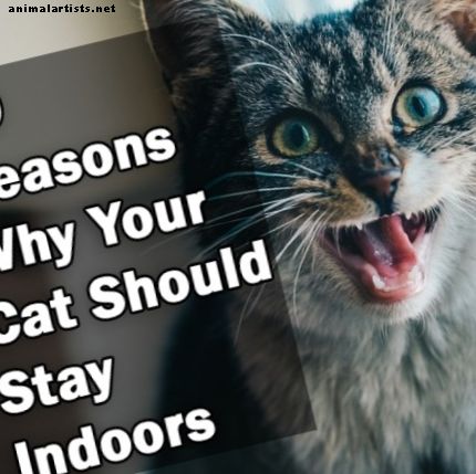 10 raisons pour lesquelles votre chat devrait être un chat d'intérieur uniquement