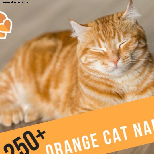 250+ beste naamideeën voor oranje katten