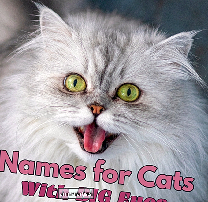 95 Namen für Katzen mit großen Augen