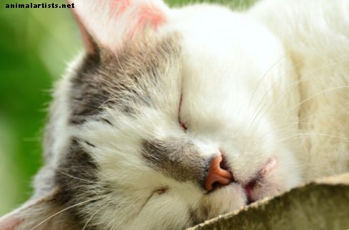 4 signos de infecciones parasitarias en gatos