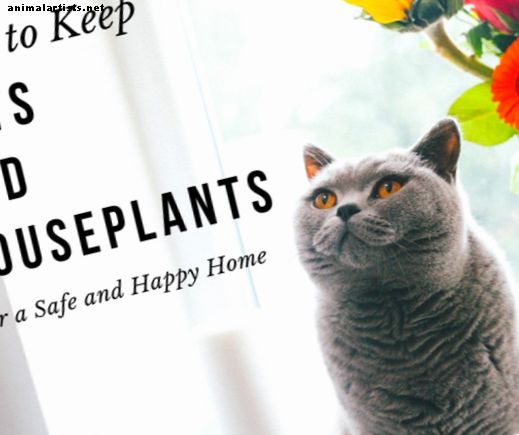 Kako izbrati rastline, prijazne mačkam, za vašo hišo - Mačke