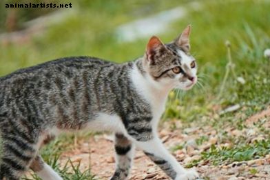 Gatti - 15 nomi astronomici per il tuo gatto (da Albedo a Umbra)