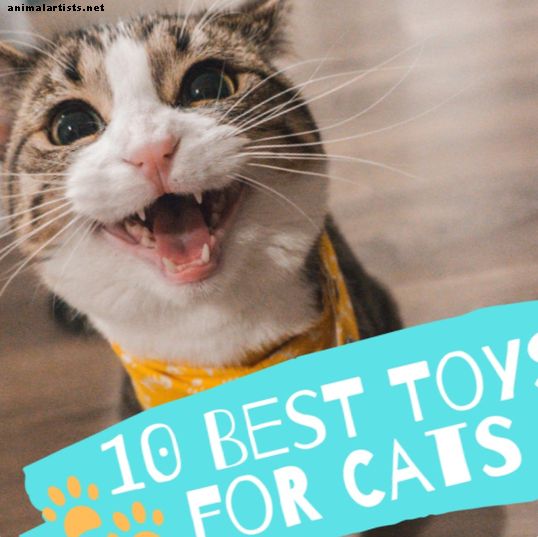 10 regalos de juguete para gatos mejor calificados para 2019 - Gatos
