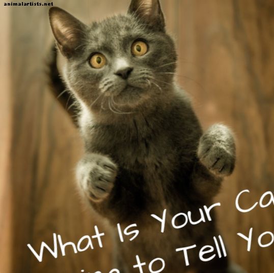 Какво означават поведението на вашата котка, езика на тялото и звуците