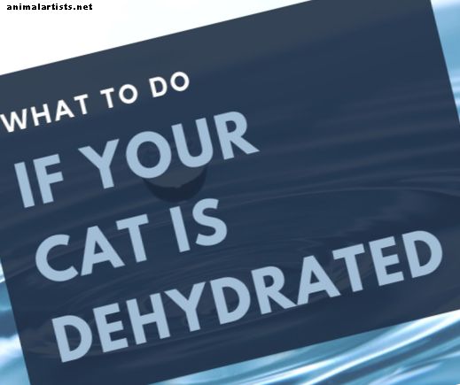 Čo robiť, ak je vaša mačka dehydratovaná - mačky