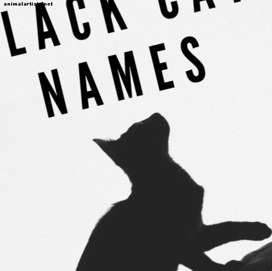 katter - Topp 100 svarta kattnamn