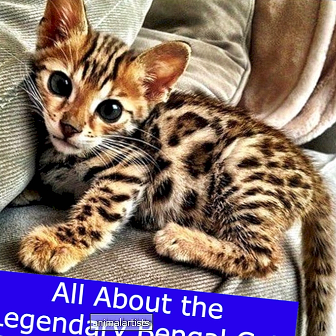 Alt om den legendariske bengalske kat