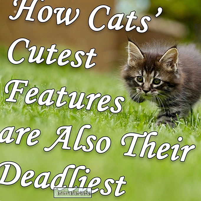 Cómo las características más lindas de los gatos son también las más mortales - GATOS