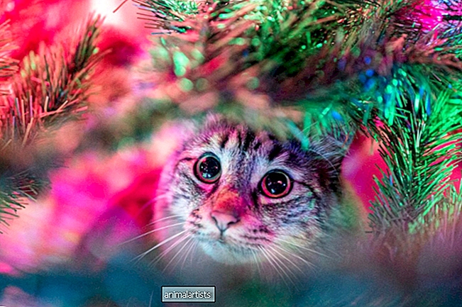 Cómo mantener a un gato fuera de un árbol de Navidad