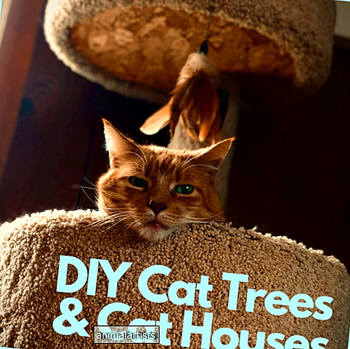 Cómo hacer árboles y casas para gatos caseros