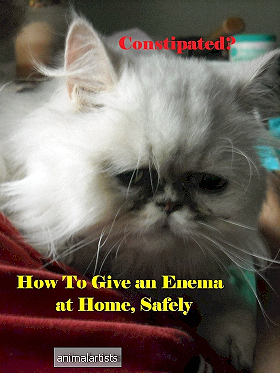 Kako varno klistirati svojo mačko brez obiska veterinarja (in se temu izogniti ponovnemu početju)