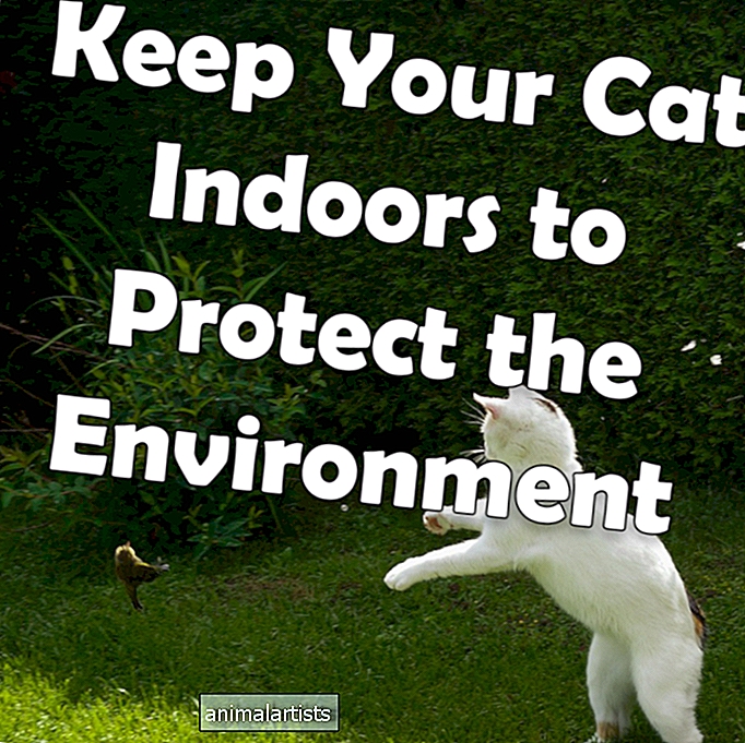 Udržujte svoju mačku vo vnútri, aby ste chránili životné prostredie