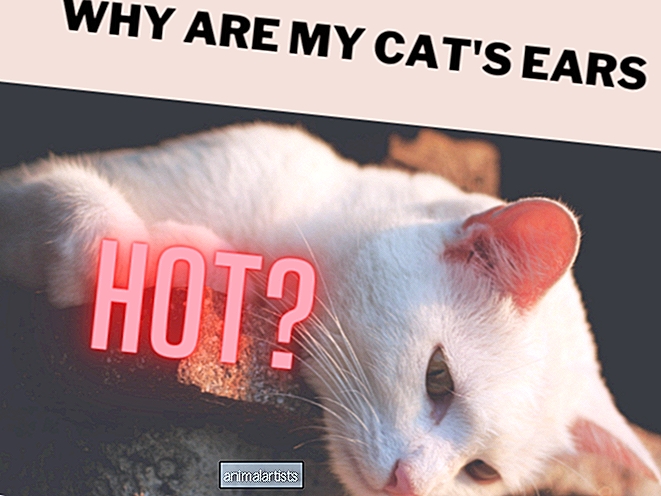 मेरी बिल्ली के कान गर्म हैं: चिंता के 6 कारण