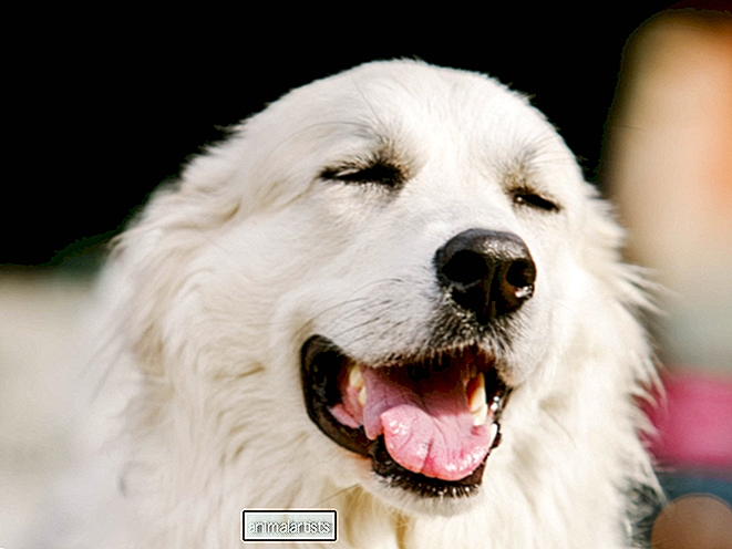 Fordított tüsszögés kutyáknál: Nyugtató tippek kedvence megnyugtatására - MACSKÁK